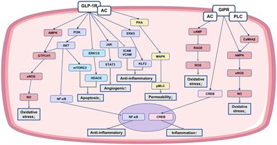 Anti-atherosclerotic effect of incretin receptor agonists